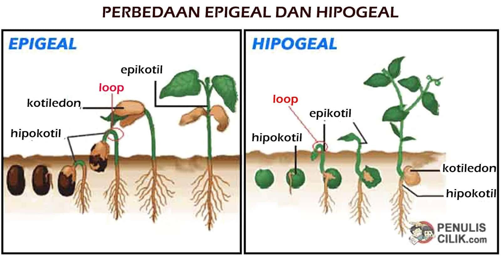 Perbedaan Tanaman Hipogeal dan Epigeal